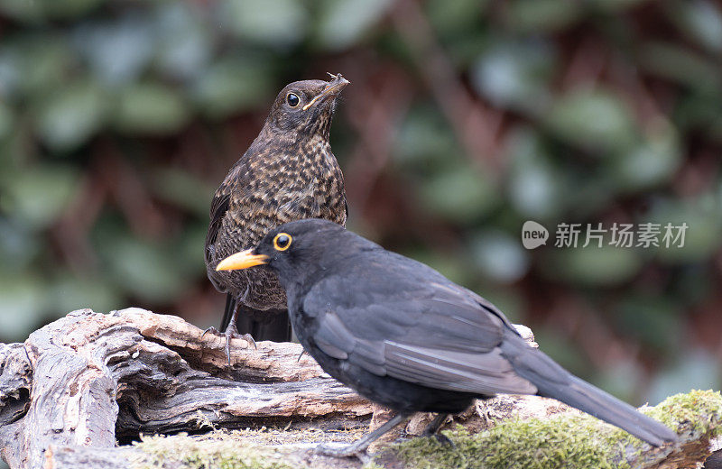 栖息在树枝上的黑鸟(Turdus merula)